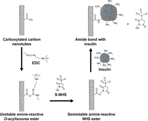 Figure 1 Reaction pathway for the formation of insulin-conjugated SWCNT.Abbreviations: EDC, 1-ethyl-3-(3-dimethylaminopropyl)carbodiimide hydrochloride; S-NHS, N-hydroxysulfosuccinimide; SWCNT, single-walled carbon nanotube.