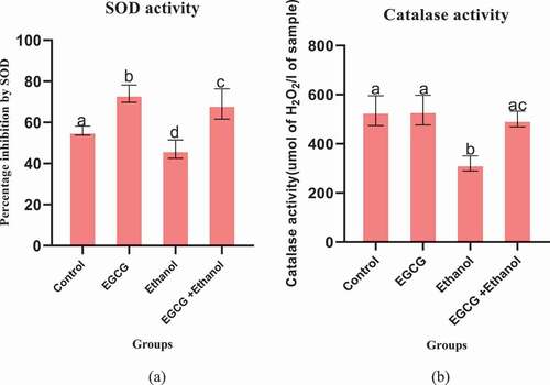 Figure 4. Effect of EGCG on activity of enzymatic antioxidant markers of ethanol induced liver damage. (a) SOD and (b): CAT. Results were analyzed using one way ANOVA and expressed as mean ± SD. In the first level of comparison using Turkey’s multiple comparisons test at confidence level of 95%, mean of the control group was compared with the mean of every group: All bars with letter a were not statistically different against the control (p > 0.05). In the second level of comparison, mean of ethanol group was compared against mean of EGCG + Ethanol group. Bar with letter ac was statistically different against ethanol treated mice (p < 0.05).