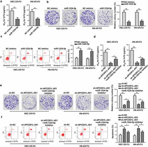 Figure 6. MiR-1224-5p overexpression overcomes 5-FU resistance in 5-FU-resistant OSCC cells