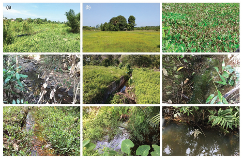 Figure 2. Representative habitats of Betta in Aceh Province. (a) Aceh Tamiang; (b) Aceh Barat; (c) Banda Aceh (d) Aceh Besar; (e) Aceh Jaya; (f) Aceh Barat Daya; (g) Nagan Raya (h) Aceh Singkil and (i) Aceh Selatan.