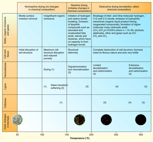 Figure 1.  Impacts of thermal pretreatments on the primary components that are found in biomass.Approximate conditions for important changes in the various components are marked and include (1) simple drying; (2) glass transition/softening; (3) depolymerization and recondensation; (4) limited devolatilization and carbonization; and (5) extensive devolatilization and carbonization Citation[17].Adapted with permission from Industrial BiotechnologyCitation[17]. Published by Mary Ann Liebert, Inc., New Rochelle, NY, USA.