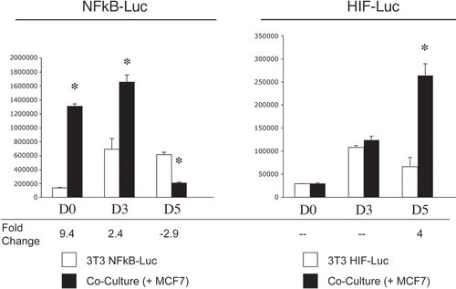Figure 10 Cancer cells promote the activation of the pro-autophagic NFκB and HIF-1α pathways in adjacent fibroblasts. NIH3T3-HIF-Luc or NIH3T3-NFκB-Luc reporter fibroblasts were plated with MCF7 cells. The next day, the media was changed and that was considered day 0. Cells were then cultured for up to 5 days. As a control, homotypic cultures of fibroblasts were established and processed in parallel. Luciferase activity was measured at day 0, 3 and 5. The graph on the left shows data generated using NIH3t3-NFκB-Luc cells, whereas the graph on the right graph represents data from the use of NIH3T3-HIF-Luc cells. Note that luciferase activity is increased by 9-fold and 2-fold respectively at day 0 and 3 in NFκB-Luc co-cultured fibroblasts, compared to homotypic cultures. These results suggest that the NFκB pathway is potently activated as an early event during co-culture. Conversely, luciferase activity is increased by ∼4-fold at day 5 in NIH3T3-HIF-Luc co-cultured cells, compared to homotypic cultures, suggesting that HIF-1α activation occurs at a later time-point. *p = 0.000004 for day 0 NFκB-Luc, *p = 0.006 for day 3 NFκB-Luc, *p = 0.0003 for day 5 NFκB-Luc, *p = 0.003 for day 5 HIF-Luc (Student's t-test).