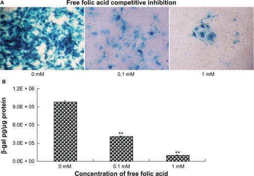Figure 5 Inhibition effect on LacZ gene expression enforced by free folic acid. The primary-cultured tracheal epithelial cells were pre-incubated with 50 μL of free folic acid (0, 0.1, 1 mM) before adding the F-AL-Ad5 transfective agent to the apical surface followed by X-gal staining A) (×200) and quantitative detection of β-galactosidase gene expression B).Notes: Results are presented as mean ± standard deviation (n = 3), *P < 0.05, **P < 0.01, ANOVA.Abbreviations: Ad5, adenovirus vector; AL, anionic liposome; F, folate.
