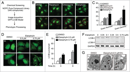 Figure 1. Identification of elaiophylin as a novel autophagy modulator. (A) Schematic of functional screening for autophagy-related compounds based on automated fluorescence imaging. (B) Representative images of SKOV3 cells expressing GFP-LC3B (green) upon treatment with DMSO (negative control), chloroquine (positive control), rapamycin (positive control), or elaiophylin. iSort image cytometry was used to detect and count granules in cells and to measure the physical characteristics of granules. The bottom panels show results of image segmentation used for quantification of the GFP-LC3B puncta (red, autophagosomal GFP-LC3B). (C) The number of GFP-LC3B dots per cell was determined using iSort image cytometry after 12 h of treatment. The number of GFP-LC3B dots was counted in at least 3 independent visual fields from 3 independent wells. Results were expressed as the average grain number and grain density per cell. (D) Fluorescence imaging of the GFP-LC3B distribution in SKOV3 cells treated with elaiophylin. Cells treated with DMSO served as the negative control. (E) Quantification of data in (D), expressed as the numbers of GFP-LC3B puncta per cell at the indicated times after treatment. Error bars correspond to SEM of 3 independent experiments. (F) Elaiophylin induced autophagosome formation in SKOV3 cells, as revealed by LC3B-I to LC3B-II conversion on western blotting. (G) Effect of elaiophylin on SKOV3 cell morphology. Representative electron microscopy photomicrographs are shown (6 h). The arrow indicates autophagic vacuoles. Scale bars: 2 μm. Right panel is magnification of the boxed region (scale bars: 500 nm).