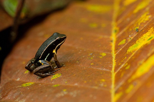 Figure 3. The Brilliant-Thighed Poison Frog Allobates femoralis (Dendrobatidae).