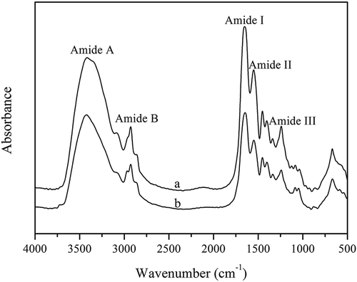 Figure 4. FTIR spectra of collagen extracted from Southern catfish skin (a) and calf skin (b).