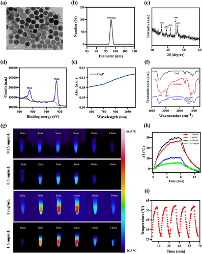 Figure 2 Synthesis and characterization of Cu3P/1-MT NPs. (a) TEM image of Cu3P NPs. Scale bar = 200 nm. (b) Size distribution of Cu3P NPs. (c) XRD of Cu3P NPs. (d) XPS spectra of Cu3P NPs. (e) Vis–NIR absorbance spectrum of Cu3P NPs. (f) FTIR spectra of Cu3P, Cu3P@HA, Cu3P/1-MT NPs. (g) Near-infrared thermal images for Cu3P/1-MT NPs solution of different concentrations (0.25, 0.5, 1 and 1.5 mg/mL) under 808 nm laser irradiation at 0.8 W/cm2. (h) Infrared thermal imaging-based temperature elevation records. (i) Temperature curves of Cu3P/1-MT NPs during five times “on/off” irradiation with 808 nm laser at 0.8 W/cm2.