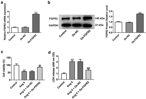 Figure 2. Overexpression of FGFR2 increased the viability of Ang II-induced HUVECs. (A) the mRNA expression of FGFR2 in HUVECs transfected with Oe-FGFR2 was detected by RT-Qpcr. (B) the protein expression of FGFR2 in HUVECs transfected with Oe-FGFR2 was detected by western blot. (C) the viability of Ang II-induced HUVECs transfected with Oe-FGFR2 was detected by MTT assay. (D) the LDH release of Ang II-induced HUVECs transfected with Oe-FGFR2 was detected by LDH assay kit. Data from three independent replicates were presented as mean ± SD. ***P<.001 vs. Control group. ##P<.01 and ###P<.001 vs. Ang II + Oe-NC group.