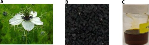 Figure 1. Pictures of Nigella sativa: (A) Plant, (B) Seeds and (C) Extracted oil.