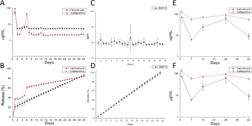 Figure 5 In vitro drug release profiles. (A) Daily and (B) accumulated release of antibiotics from the composite nanofibers. (C) Daily and (D) accumulated release of BMP-2 from the composite nanofibers. In vivo examination of the daily release of (E) antibiotics and (F) BMP-2 from the composite scaffold in the muscular tissue.