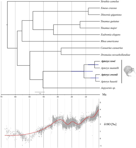 Figure 1. Dated phylogenetic tree of paleognaths and δ18O levels through time taken from Zachos et al (Zachos et al. Citation2001). Blue bars on nodes represent the 95% credibility interval of node ages. The red line represents the smoothed (generalised additive mode) data and the grey cloud represents the raw data points.