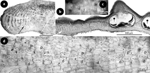 Figure 6. Perithallis incisa gen. & comb. nov. Vegetative structures; a, section at the margin showing a non-coaxial patch (black arrow) between two coaxial ones (white arrows) (iso-lectotype); b, section of a carposporophyte with predominantly coaxial growth (iso-lectotype); c, surface view of a decalcified lamella showing a striated thallus (due to coaxial hypothallial growth) (syntype, Setchell n°6354 in TRH, B17-2551); d, thallus section showing a core of up to four cell layers of hypothallial filaments running parallel to the substratum, supporting ascending perithallial (p) and descending (d) hypothallial filaments (LTB 14763). Abbreviations: p (perithallial filaments), d (descending hypothallial filaments).
