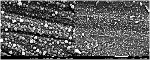 Figure 1. Morphology of nanocapsules containing selol and doxorubicin (NCS-DOX) assessed by scanning electron microscopy (SEM), in two different magnifications, 33,000× and 22,000×, as indicated in the electronmicrographs.