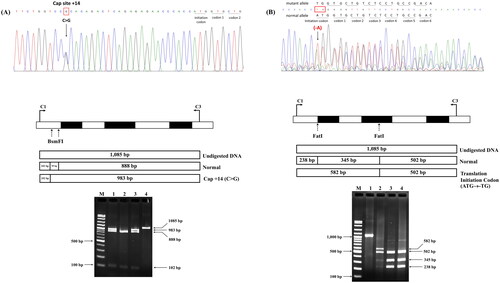 Figure 7. Identification and Confirmation of the Cap +14(C>G) mutation and initiation codon (ATG>-TG) of the α2-globin gene by nucleotide sequencing and PCR-RFLP.