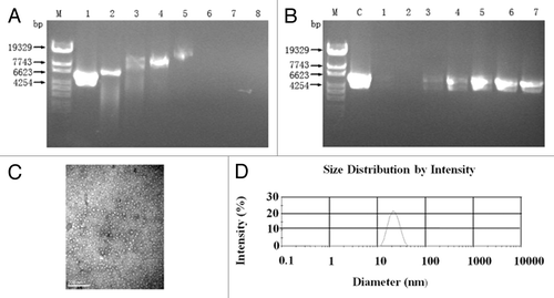 Figure 2. Identification of the mimovirus. (A) DNA retardation assay. Mimovirus was prepared at the input molar ratio of peptide to DNA (r), r = 0, 0.25, 0.5, 1, 2, 4, 8, and 16 (lanes 1–8, respectively), then was analyzed by electrophoresis on a 1% agarose gel stained with goldview. (B) DNase Idigestion assay. Mimovirus2 samples at r = 0, 0.5, 1, 2, 4, 8, and 16 (lanes 1–7, respectively) were subsequently digested with DNase I. The remaining DNA was extracted and analyzed on a 1% agarose gel stained with goldview. (C) TEM observation. Mimovirus particles were condensed at r = 4 and were examined using a transmission electron microscopy at a magnification of 80 000. (D) Particle size analysis of mimovirus.