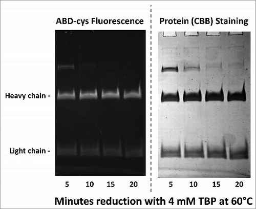 Figure 2. 10% SDS-PAGE gel analysis of TBP reduced and ABD-F labeled monoclonal antibody h2E2 heavy and light chains. 0.2 mg/ml antibody was first reduced with 4 mM TBP at 60°C for the times indicated in the figure, followed by alkylation with 4 mM ABD-F for 15 minutes at 22°C. Aliquots (5 μg) of the resultant samples were diluted in SDS-PAGE sample buffer and run on a 10% gel. Following photography under UV light to detect incorporated ABD-cys fluorescence (left hand side); the gel was then stained to measure total protein, and re-photographed (right hand side). Migratory positions of the heavy and light chains are indicated.