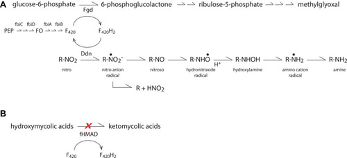 Figure 2 (A) Intracellular activation pathway for nitroimidazoles. (B) Keto mycolic acid synthesis pathway. Pretomanid blocks formation of keto mycolic acids, a component of the cell wall, by impairing oxidation of precursor, hydroxymycolic acid.