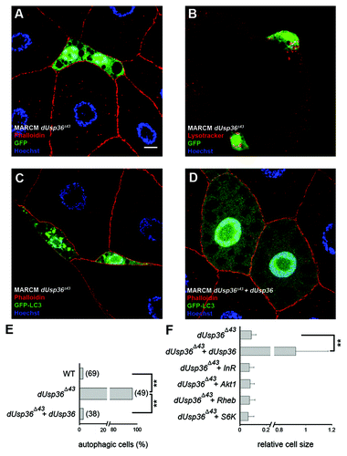 Figure 2. Clonal analysis of dUsp36 function in the fat body. dUsp36 null mutant cells expressing nuclear GFP were generated by MARCM and stained with Alexa 546-phalloidin (red) and DAPI (blue) (A) or Lysotracker Red (red) (B). MARCM was also used to express the GFP-LC3 autophagy reporter in dUsp36 null mutant (C) and rescued cells (D). (E) Quantification of autophagy in wild-type, dUsp36 mutant or rescued cells. Autophagy was considered to be activated in a particular cell if at least one GFP-LC3 vesicle was observed. Bracketed numbers represent the number of individual cells examined. (F) Quantification of the relative cell size of dUsp36 mutant, rescued cells, and of dUsp36 mutant cells expressing various members of the TOR pathway. Area measurements of mutant cells relative to surrounding wild-type cells are shown. (**p < 0.001, independence chi-square test). Genotypes: (A and B) y,w,hsFLP/+; Cg-Gal4, UAS-GFPnls/+; FRT80 dUsp36Δ43/FRT80 TubGal80 (C) y,w,hsFLP/+; Cg-Gal4, UAS-GFP-LC3/+; FRT80 dUsp36Δ43/FRT80 TubGal80 (D) y,w,hsFLP/UAS-dUSP36; Cg-Gal4, UAS-GFP-LC3/+; FRT80 dUsp36Δ43/FRT80 TubGal80. Scale bar: 10 µm.