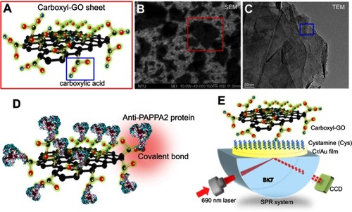 Figure 1 Chemical modification of graphene-like 2D biosensing materials (A) surface modification of GO with carboxyl-groups (carboxyl-GO), (B) SEM images of carboxyl-GO sheets, (C) TEM image of carboxyl-GO composites clearly reveals a typical organic matrix-mediated shell structure. (D) Protein immobilization on carboxyl-GO sheets forming highly efficient covalent bonds, (E) SPR sensing system for carboxyl-GO-based immunosensor technology.Abbreviations: GO, graphene oxide; carboxyl-GO, carboxyl- graphene oxide; CCD, charge-coupled device; SEM, scanning electron microscope; TEM, transmission electron microscope; SPR, surface plasmon resonance.