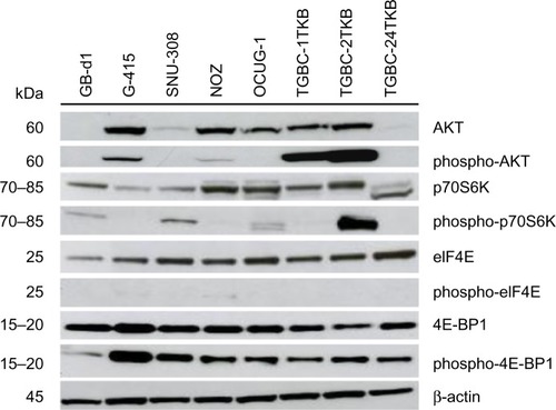 Figure 2 Activation of AKT/mTOR pathway in human gallbladder cancer cell lines. Total protein (35 μg) from eight gallbladder cancer cell lines were subjected to immunoblotting using antibodies directed against AKT, phospho-AKT, p70S6K, phospho-p70S6K, eIF4E, phospho-eIF4E, 4E-BP1, and phospho-4E-BP1. Protein loading was normalized using an antibody recognizing β-actin.