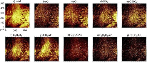 Figure 6. TOF-SIMS negative ion images (500 × 500 μm2) acquired from HAN sclerotia showing (a) total of all the negative ions, (b)C−, (c)O−, (d)PO3−, AlO2−, (e)C2HO4− oxalic acid, (f)C2H3O2− acetic acid, (g)CO2Al−, (h)C2H6OAs− (DMAIII), (i)C2H6O2As− (DMAV), (j) CH4O3As− (MA).