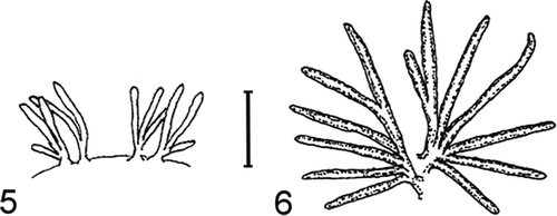 Figures 5–6. (5) The four typical AT gills of 0.36–0.45 mm hcw larvae; (6) one side pair of typical AT gills of pre-emergent larvae. Vertical range bar = 0.20 mm.