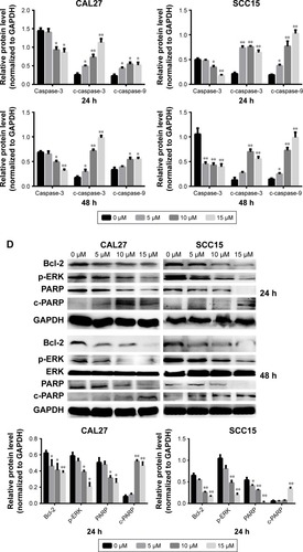 Figure 4 TBMS1 induced apoptosis in OSCC cells.
