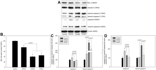 Figure 6 The protein levels of apoptotic proteins. HUVECs were exposed to 64 μg/mL of pristine MWCNTs (XFM19), hydroxylated MWCNTs (XFM20) or carboxylated MWCNTs (XFM21) for 24 hrs. After exposure, the levels of apoptotic proteins were measured by Western blot. (A) The Western blot bands; (B) the protein level of BCL-2; (C) the protein level of caspase-3; (D) the protein level of caspase-8. *p<0.01, compared with control.