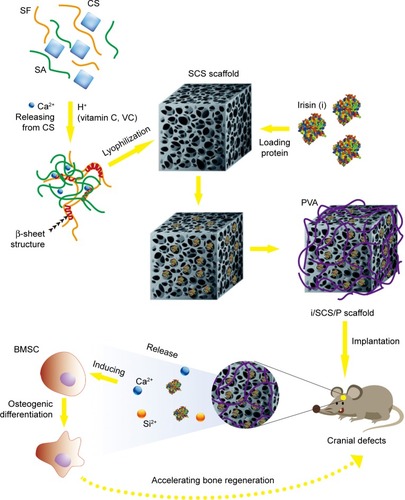 Figure 1 Schematic diagram of preparation of irisin loaded SCS/P scaffold and its application for bone regeneration.Abbreviations: SF, silk fibroin; CS, calcium silicate; SA, sodium alginate; SCS, silk/calcium silicate/sodium alginate; BMSCs, bone marrow stem cells; i/SCS/P, irisin-loaded silk/calcium silicate/sodium alginate/PVA composite scaffold; SCS/P, silk/calcium silicate/sodium alginate/PVA.