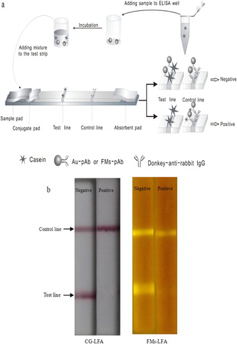 Figure 1. (a) Competitive format structure of lateral flow assay. (b) The actual picture images of negative and positive test results of CG-LFA and FMs-LFA.