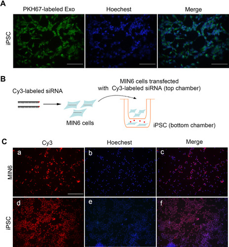 Figure 2 MIN6-derived exosomes integrated and delivered cargoes to iPSCs. (A) Exosomes labeled with PKH67 were visible in iPSCs 24 h after incubation, scale bar = 50 μm. (B) Diagram for transwell assay. (C) Red fluorescence from Cy3-labeled siRNA in MIN6 cells in the top well (a–c) and in iPSCs in the bottom well (d–f), scale bar = 100 μm. Hoechst was applied for nuclei staining.