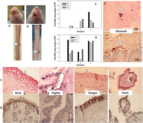 Figure 7. Blood of MmuPV1 infected mice with skin tumours was infectious at seven months post initial IV injection. Each naïve littermate transfused by IV injection of 0.2 mL of blood (<1 × 104 viral copies) from two infected mice sacrificed seven months after initial IV MmuPV1 infection was examined weekly for tumour growth at the pre-wounded skin area. (A, B) Representative tumour growth (arrows) at the muzzle and the tail of naïve Hsd: Nu female (A) and male (B) mice at week sixteen post blood transfusion. Viral DNA was detected at the vaginal (V), anal (A) and oral (O) sites in three females (C, F1-F3) and the penile (P), anal (A) and oral (O) sites in three male (D, M1-M3) mice by qPCR. Mucosal sites of these mice (the vagina, anus, tongue, and penile) were positive for viral DNA by in situ hybridization (F, arrows, 20×, in blue). These tissues were positive for viral E4 protein (G, 20×, in red). One of the females was positive for viral DNA (ISH arrows, 60×, in blue) and viral capsid protein L1 (IHC, arrows, 60×, in red) in the stomach tissues (E).