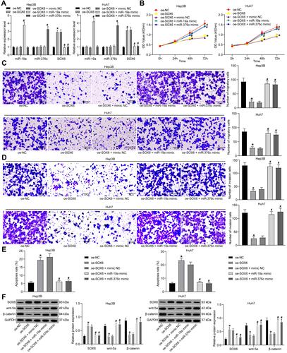 Figure 5 miR-19a-3p and miR-376c-3p are involved in HCC progression through inhibition of SOX6. (A) miR-19a-3p, miR-376c-3p and SOX6 expression in Hep3B and Huh7 cells determined by RT-qPCR. (B) Hep3B and Huh7 cell viability in each group after co-transfection measured by CCK-8 assay. (C and D) The invasion and migration abilities of Hep3B and Huh7 cells in each group after co-transfection determined by Transwell assay. (E) The apoptosis rate of Hep3B and Huh7 cells in each group after co-transfection determined by flow cytometry. (F) Expression of SOX6 and Wnt/β-catenin signaling pathway-related factors (wnt-5a and β-catenin) in Hep3B and Huh7 cells in each group was determined by Western blot analysis. The measurement data were depicted as mean ± standard deviation. Comparisons among multiple groups were analyzed by one-way ANOVA or two-way ANOVA. The experiment was repeated three times. *p < 0.05 vs the oe-NC group; #p < 0.05 vs the oe-SOX6 + mimic NC group.