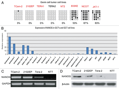 Figure 6 (A) NRR-methylation analysis of GCT cell lines. Filled circles indicate methylated CpGs, empty circles indicate demethylated CpGs. (B) qRT-PCR anaylsis of NANOG expression in GCT and control tissues (red colored samples in Fig. 3A) and corresponding cell lines. (C) RT-PCR and (D) western blot of cell lines indicated detecting expression and protein level of NANOG.