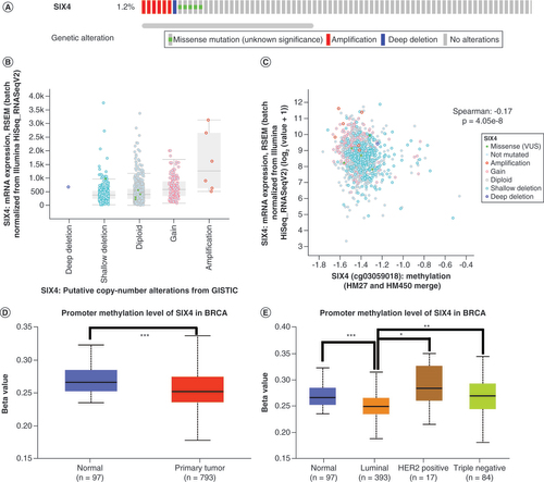 Figure 3. Mutation of SIX4 in breast cancer. (A) Mutation percentage and types of SIX4 in breast cancer patients from The Cancer Genome Atlas, PanCancer Atlas. (B) Distribution of SIX4 expression in different copy number variation groups. (C) Correlation of SIX4 mRNA expression with copy number variation groups. (D) Promoter methylation level of SIX4 in primary breast cancer compared with normal breast tissue samples. (E) Promoter methylation level of SIX4 in different molecular subtypes of breast cancer.