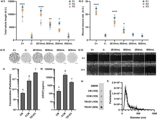 Figure 5. Biological activity of TEI-isolated hMSC-EVs. (a) i) Quantification of total tubule length in tubule formation assay stimulated by different TEI-EV concentrations. (N = 3, n = 12, mean ± SD of n shown for each N (replicates 1–3, R1-3). (a) ii) Representative whole-well images of tubule structures formed in (a) i). Images inverted for clarity. Scale bar = 1 mm. (b) i) Quantification of wound closure rate stimulated by different TEI-EV concentrations. (N = 3, n = 3, mean ± SD shown for each N (replicates 1–3, R1-3)). (b) ii) Representative images of scratch wounds are shown for t = 0 and t = 15 h. Scale bar = 100 μm. *: p < 0.05, **: p < 0.01, ***: p < 0.001, ****: p < 0.0001, (one-way within-subjects ANOVA and post-hoc Dunnett’s test vs C-). (c) Particle concentrations (as measured by NTA) in each sample (N = 3, n = 3 x 60s videos, mean ± SD shown). (d) VEGF concentrations (as measured by ELISA) in each sample (N = 3, n = 2, mean ± SD shown). Samples in (c) and (d) are significantly different unless they share a letter (p < 0.05, one-way within-subjects ANOVA and post-hoc Tukey’s HSD test). Where plotted on a logarithmic axis, data were log10-transformed prior to statistical analysis. (e) Dot blot against CD63 for CM, concentrated CM (CCM) and TEI-EV samples Number denotes NTA-quantified particles loaded. (N = 3, one representative image shown). CD63 is present in all samples. (f) Size distribution of TEI-EV as measured by NTA (N = 3, n = 3 x 60s videos, mean ± SD shown) (same dataset as (c)).