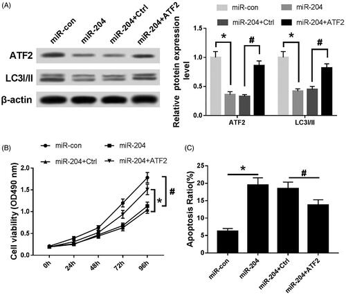 Figure 6. Effects of miR-204 and ATF2 on proliferation, autophagy and apoptosis of C33A cells. (A) The expression of ATF2 LC3I/II protein of each group, (B) MTT assay was utilized to detect cell viability and (C) the apoptosis rate of each group was evaluated by flow cytometry. Compared with miR-con group, *p < .05; compared with miR-204 + Ctrl group, #p < .05.