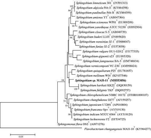 Figure 1. The neighbour-joining (NJ) tree based on 16S rRNA gene sequence analysis showing phylogenetic relationships of strain MAH-11 with related species. Bootstrap values more than 70% based on 1000 replications are shown at branching points. Scale bar, 0.05 substitutions per nucleotide position.