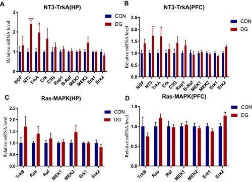 Figure 8 The expression levels of genes related to the NT3-TrkA pathway in the HP (A) and the PFC (B). The expression levels of genes related to the Ras-MAPK pathway in the HP (C) and the PFC (D). Compared with the CON group, the expression levels of NT3 and TrkA in the DG group were significantly increased in the HP (A) and the PFC (B). *p < 0.05, ***p < 0.001.