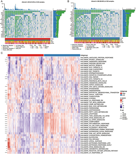 Figure 6 The NLRs signature characterized differential tumor molecular features in the TCGA cohort. (A and B) Oncoprint depicts the recurrent somatic mutations with maximum mutation frequency in the different risk groups of the TCGA SKCM cohort. (C) The ssGSEA activity score of the 50 cancer hallmark pathways between the high-and low-risk groups in the TCGA cohort.