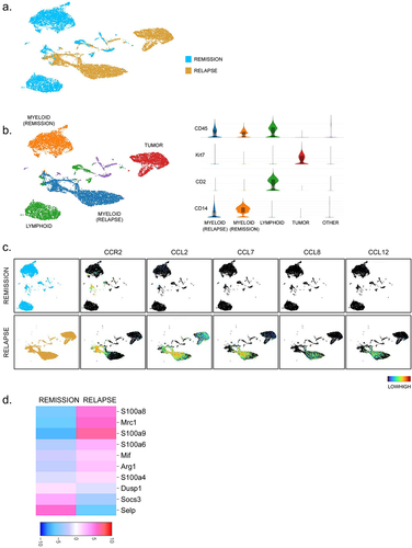 Figure 6. Single-cell RNA sequencing reveals distinct gene expression patterns of peritoneal cells isolated from ID8-VEGF tumor bearing mice in remission or relapse following local IL12 treatment with dual-ICI. (a) UMAP projection showing distinct clustering of peritoneal cells from mice in remission (blue) or relapse (gold) following treatment with IL12 + dual-ICI. (b) Color coded K means clustering and expression of cell markers CD45, Krt7 (tumor), Cd2 (lymphoid), and Cd14 (myeloid) showing differential immune status within the peritoneum. Each point is color-coded by its cluster assignment and cell type. Violin plots show relative expression of marker genes between clusters. (c) UMAP projection, split based on remission (top row) or relapse (bottom row) disease status showing peritoneal cells expressing CCR2 and those expressing CCR2- directed chemokines CCL2, CCL7, CCL8, and CCL12. Each point is color coded based on expression level of the indicated genes from low (black) to high (red). (d) Heat map comparing level of expression of noted immunosuppressive genes in myeloid designated clusters of peritoneal cells from mice in relapse or remission following dual-ICI + IL12 therapy.