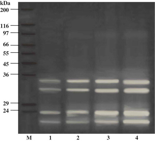 Figure 4. Activity staining of liver extract and ATPS fraction from albacore tuna. M, molecular weight standard; lane 1, liver extract; lane 2, 20% PEG1000-20% NaH2PO4 ATPS fraction; lane 3, 25% PEG1000-20% NaH2PO4 ATPS fraction; lane 4, 25% PEG1000-20% NaH2PO4, pH 7.0 ATPS fraction.