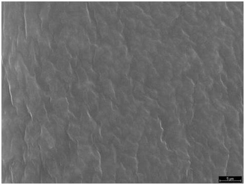 Figure 2. SEM micrographs of hydroxypropylmethyl cellulose films.