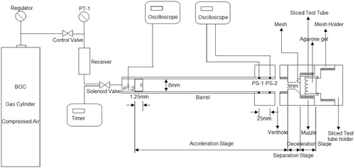 Figure 1. A schematic diagram of the experimental rig for the MN-assisted microparticle delivery system (Zhang et al., Citation2014).