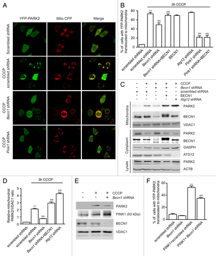 Figure 1. BECN1 is required for PARK2 translocation to mitochondria. (A and B) PC12 cells transfected with YFP-PARK2, Mito-CFP, and plasmids of interest were treated with DMSO or 10 µM CCCP for 3 h. (A) Intracellular localization of PARK2 in the presence of DMSO or CCCP in scrambled shRNA-, Becn1 shRNA-, or Pink1 shRNA-expressing cells. (B) The percentage of cells with PARK2 translocated to mitochondria was lower in the Becn1 shRNA-expressing group but not when this shRNA was coexpressed with shRNA-resistant BECN1. ***P < 0.001 compared with the DMSO-treated scrambled shRNA, $$$P < 0.001 compared with the CCCP-treated scrambled shRNA and ###P < 0.001 compared with the Becn1 shRNA group. (C and D) PC12 cells transfected with plasmids of interest were selected using G418 for 7 d and treated with DMSO or 10 µM CCCP for 3 h, after that total cell lysates, and mitochondria-enriched and cytosolic fractions were prepared. (C) CCCP increases the level of PARK2 in the mitochondrial fraction in the presence of scrambled shRNA but considerably less PARK2 was found in cells expressing Becn1 shRNA. The effect of Becn1 shRNA was reversed when coexpressed with shRNA-resistant BECN1. Reciprocal depletion of PARK2 was observed in the cytosol but PARK2 levels remained unaltered in total cell lysates. (D) Densitometric band-intensity ratio of PARK2/VDAC1 based on 3 different experiments, one of which is shown in (C). Becn1 shRNA significantly inhibits PARK2 translocation to mitochondria but not when this shRNA was coexpressed with shRNA-resistant BECN1. ***P < 0.001 compared with the DMSO-treated scrambled shRNA, $$$P < 0.001 compared with the CCCP-treated scrambled shRNA and ###P < 0.001 compared with the Becn1 shRNA group. (E) PC12 cells transfected with scrambled or Becn1 shRNA were treated with DMSO or CCCP followed by mitochondrial isolation and WB to detect the accumulation of full size 63-kDa PINK1. CCCP-induced accumulation of endogenous PINK1 was not inhibited by Becn1 shRNA. (F) PC12 cells were transfected with YFP-PARK2 and scrambled shRNA- or Becn1 shRNA-expressing plasmids with or without PINK1 overexpression. PINK1-induced YFP-PARK2 translocation to mitochondria was partly suppressed in Becn1 shRNA-expressing cells. ***P < 0.001 compared with the scrambled shRNA and ###P < 0.001 compared with the PINK1 plus scrambled shRNA.