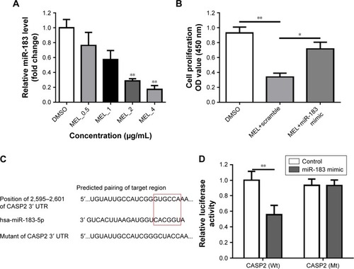 Figure 3 MEL downregulates miR-183 mRNA expression by targeting CASP2.