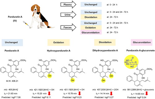 Figure 3. Proposed major metabolites, and excretion route of panduratin A in beagle dogs.