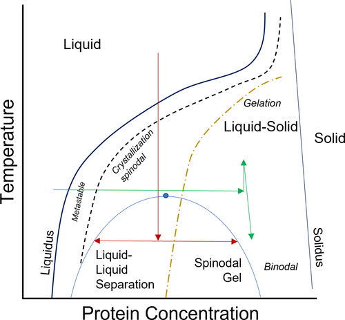 Figure 8. Possible state diagram of a globular protein. The protein can possess different states depending on temperature and concentration. The green line indicates a possible pasta-filata process, while the red line indicates the proposed phase separation during an extrusion process in a cooling die. Modified from (Mcmanus et al. 2016; Stradner and Schurtenberger 2020).