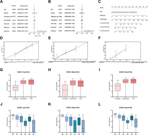 Figure 5 (A) Univariate prognostic analysis of TCGA-AML clinical indicators and risk scores (B) Multivariate prognostic analysis of TCGA-AML clinical indicators and risk scores. (C) Normogram for predicting 1-year, 3-year, and 5-year OS (D–F) Calibration curves of 1-year, 3-year and 5-year OS Black broken lines symbolizes the perfect predicted model, and the blue full line symbolizes the noticed model. (G–I) The expressions of model genes according to FAB classification in AML. (J–L) The expressions of IGHD1-1, IGHD1-20, IGHD3-16 between AML karyotype.