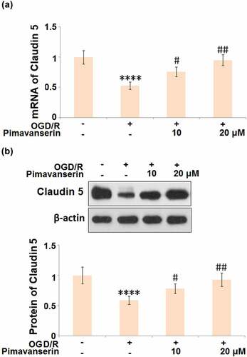 Figure 6. Pimavanserin restored the expression of Claudin 5 in OGD/R- challenged brain bEND.3 endothelial cells. (a). mRNA of Claudin 5; (b). Protein of Claudin (****, P < 0.0001 vs. vehicle group; #, ##, P < 0.05, 0.01 vs. OGD/R group)